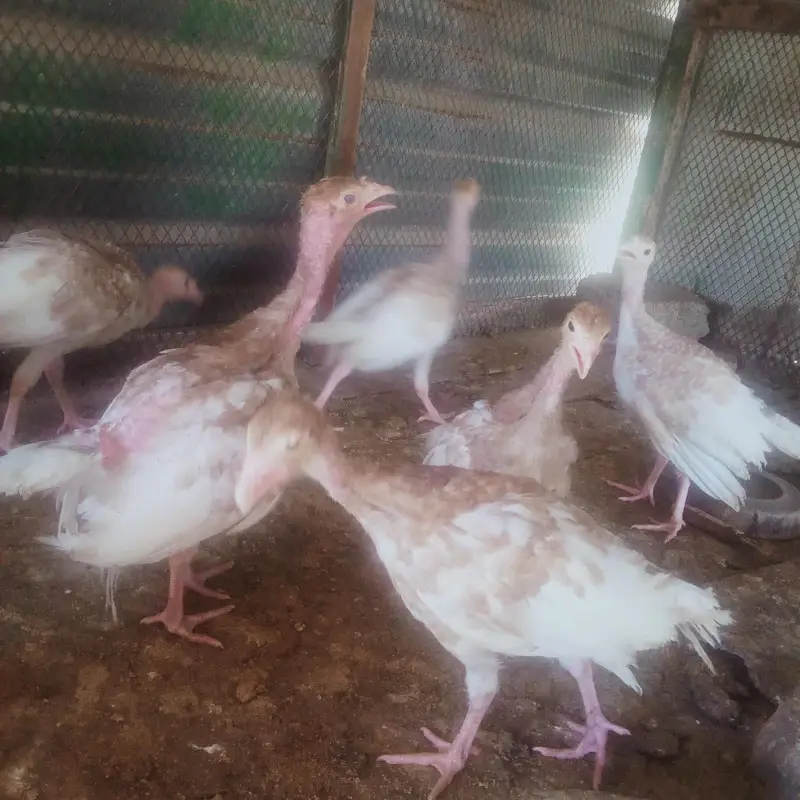Brown imported Turkey chicks age  6 months