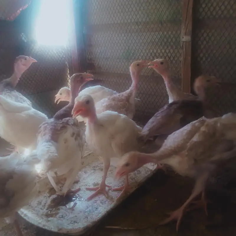 Brown imported Turkey chicks age  6 months — photo 2