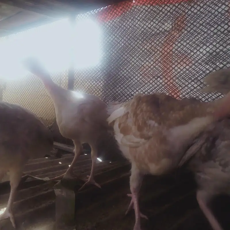 Brown imported Turkey chicks age  6 months — photo 4