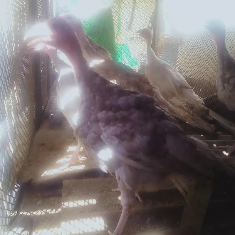Brown imported Turkey chicks age  6 months — photo 5