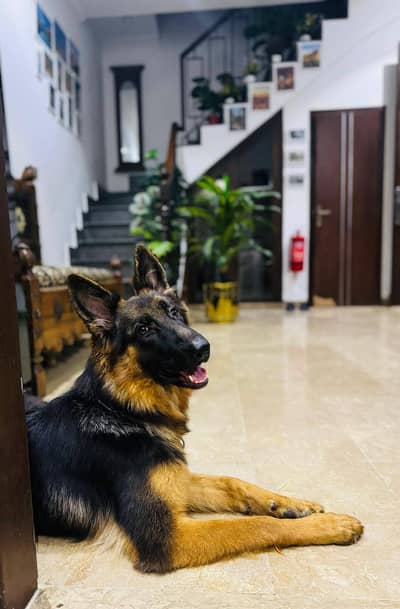 Imported Bloodline GSD Urgent Sale