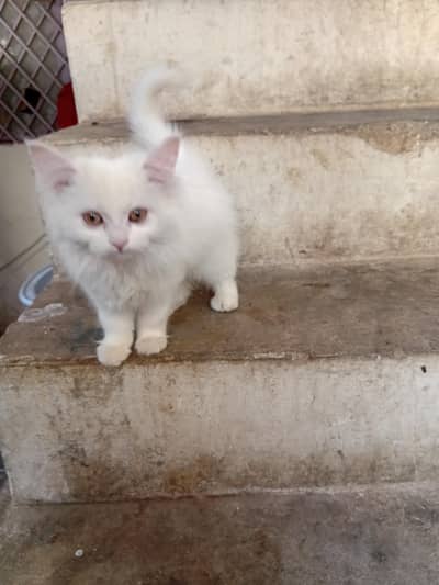 Persian Kitten home Bread