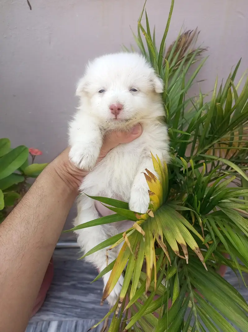 Pink nose Russian puppies — photo 4