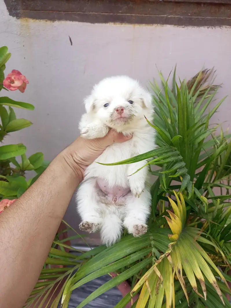 Pink nose Russian puppies — photo 5