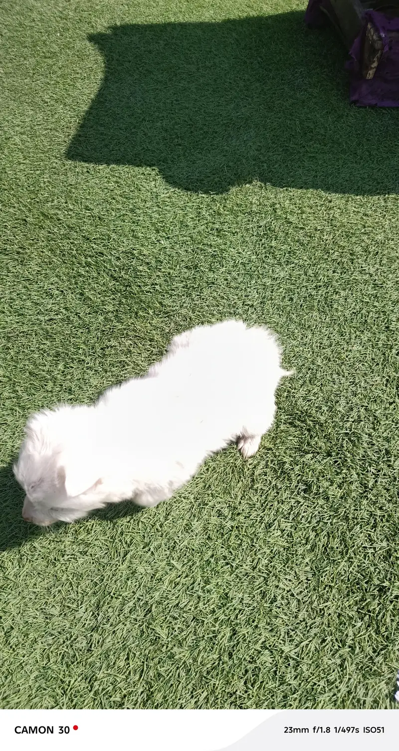 Pink nose Russian puppies — photo 6