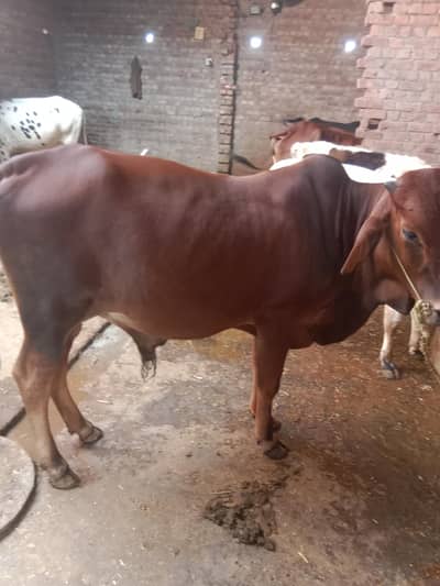 Bulls  goats available for qurbani