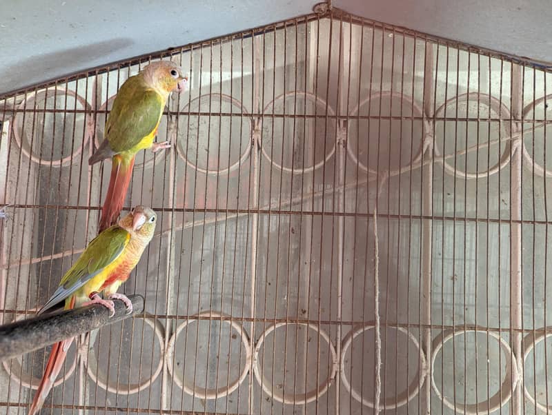pineapple conure 0