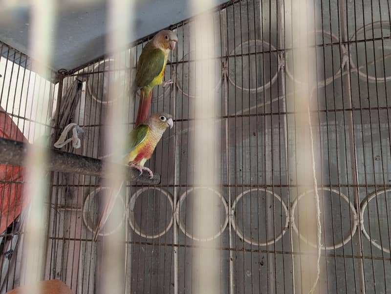 pineapple conure 1