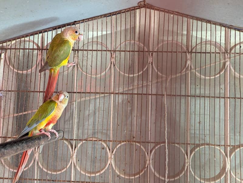 pineapple conure 2