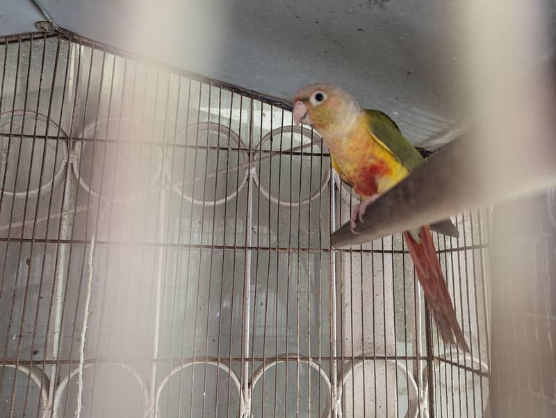 pineapple conure 3