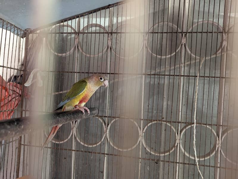 pineapple conure 4