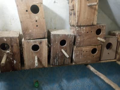 kikkar boxes for love bird or canoure