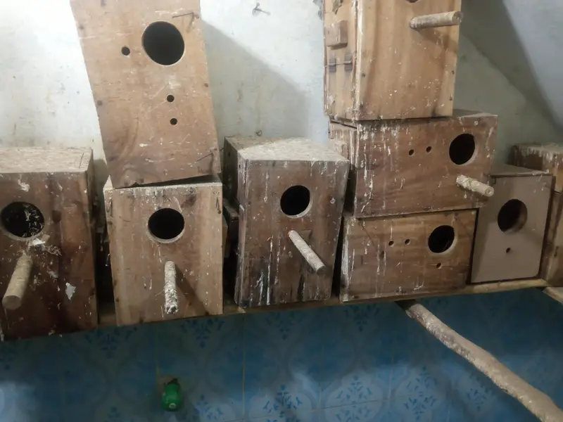 kikkar boxes for love bird or canoure