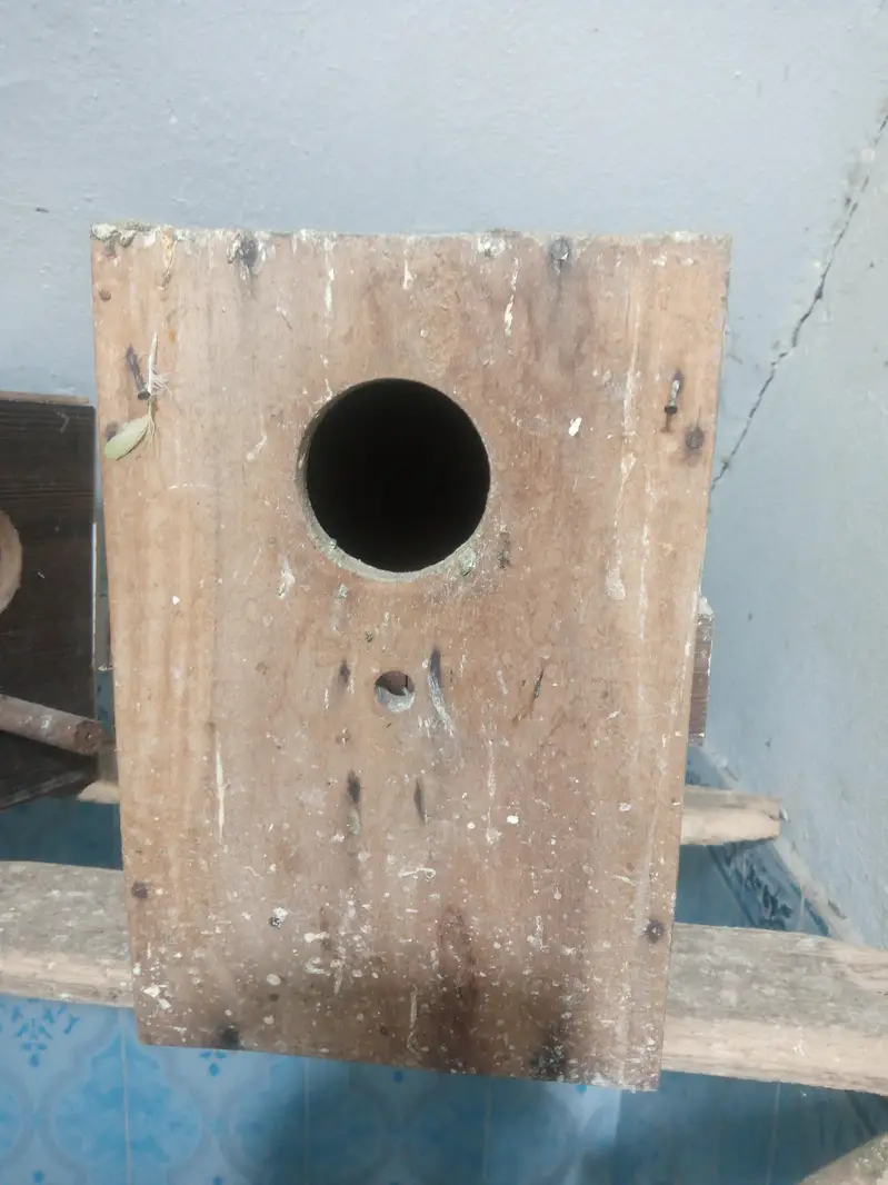 kikkar boxes for love bird or canoure — photo 3