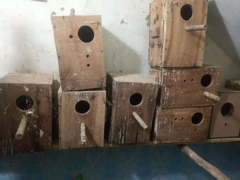 kikkar boxes for love bird or canoure — photo 4
