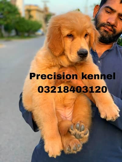Golden retriever pedigreed female puppy available for sale
