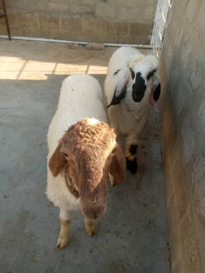 Dumba for sale this week