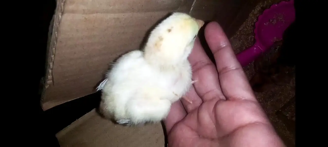Chicks (Kala Jawa) — photo 3