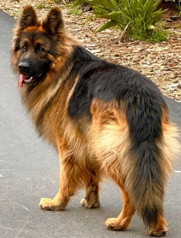 long coat German shepherd female pink pedigree