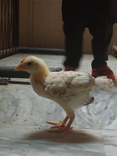 2 Month 1 Male chicks or 1 femal  with free small size  cage