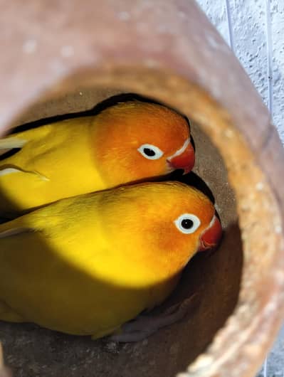 Latino paranata. breader pair  with cage and coji contact 03006265164