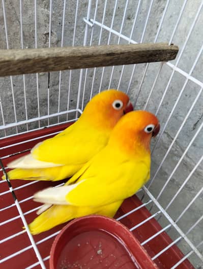 Latino paranata  breader pair  with cage and coji