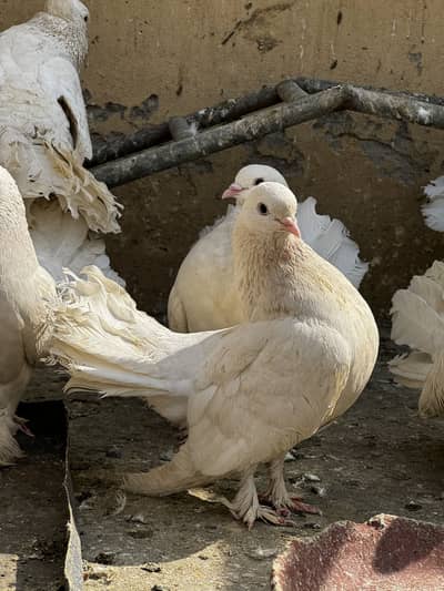 Laka pigeons