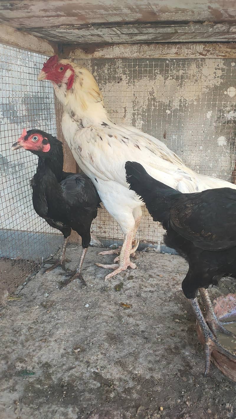 complete eggs laying setup 0