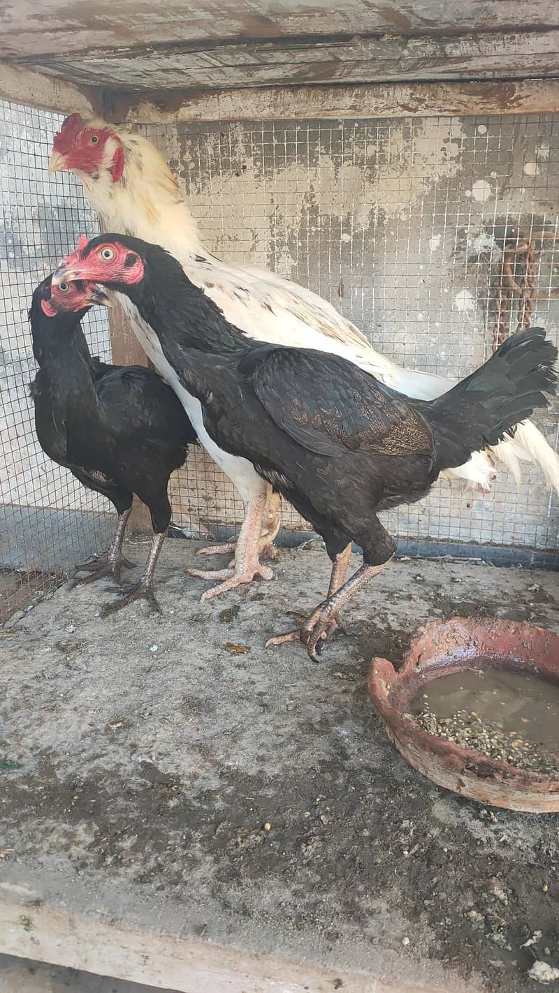 complete eggs laying setup 1