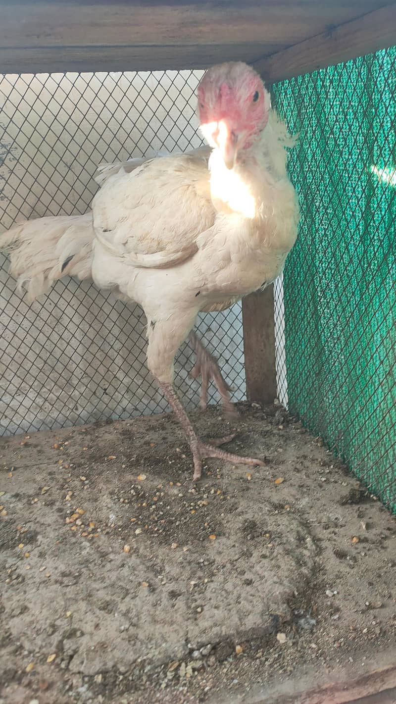 complete eggs laying setup 2