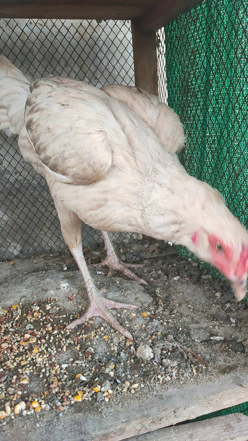 complete eggs laying setup 3
