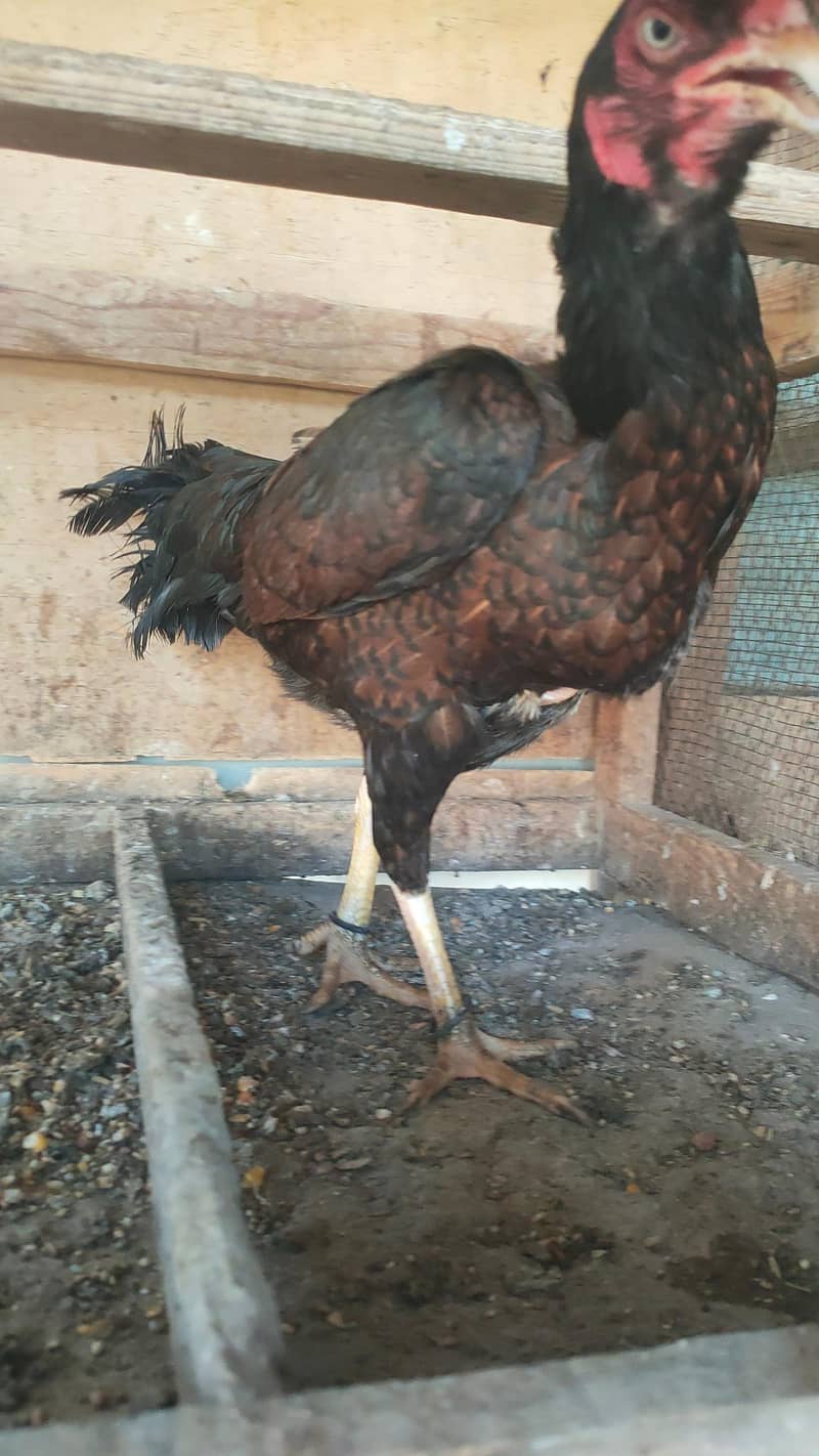complete eggs laying setup 5