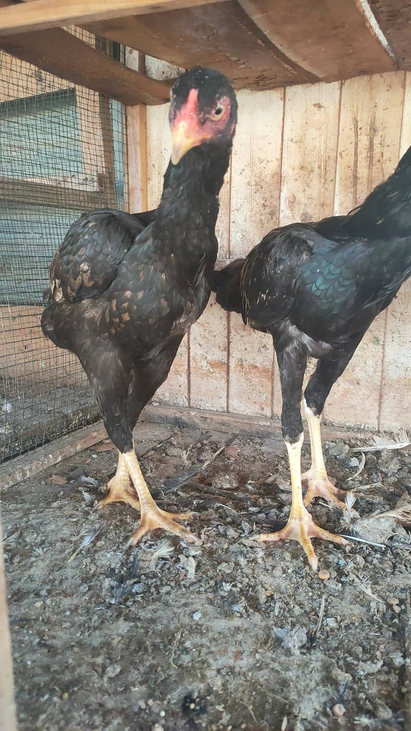 complete eggs laying setup 6