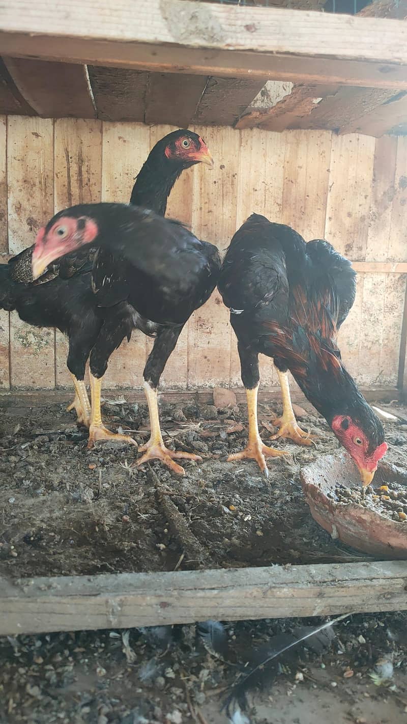 complete eggs laying setup 7