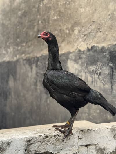 Aseel hen imported bloodline
