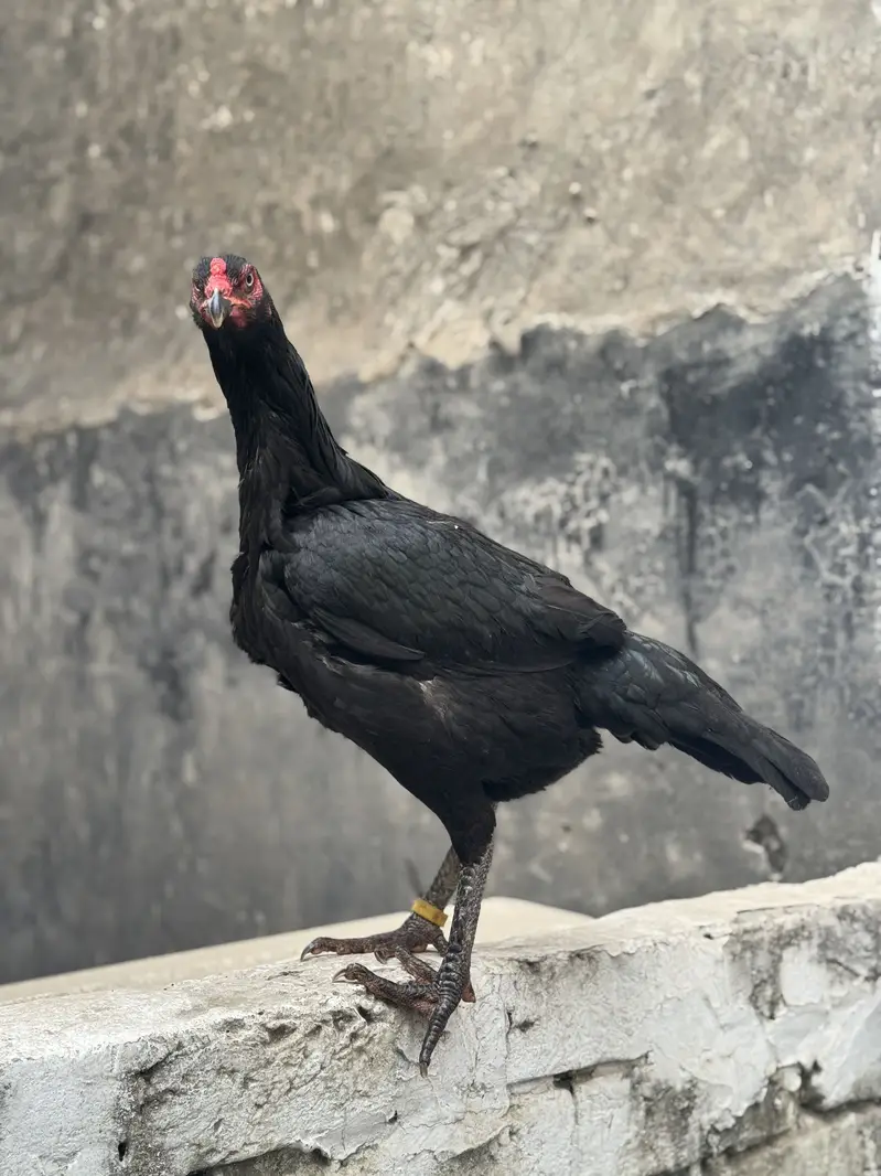 Aseel hen imported bloodline — photo 2