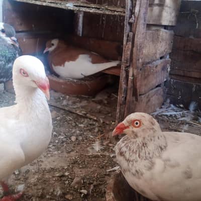 fancy pigeons for sale
