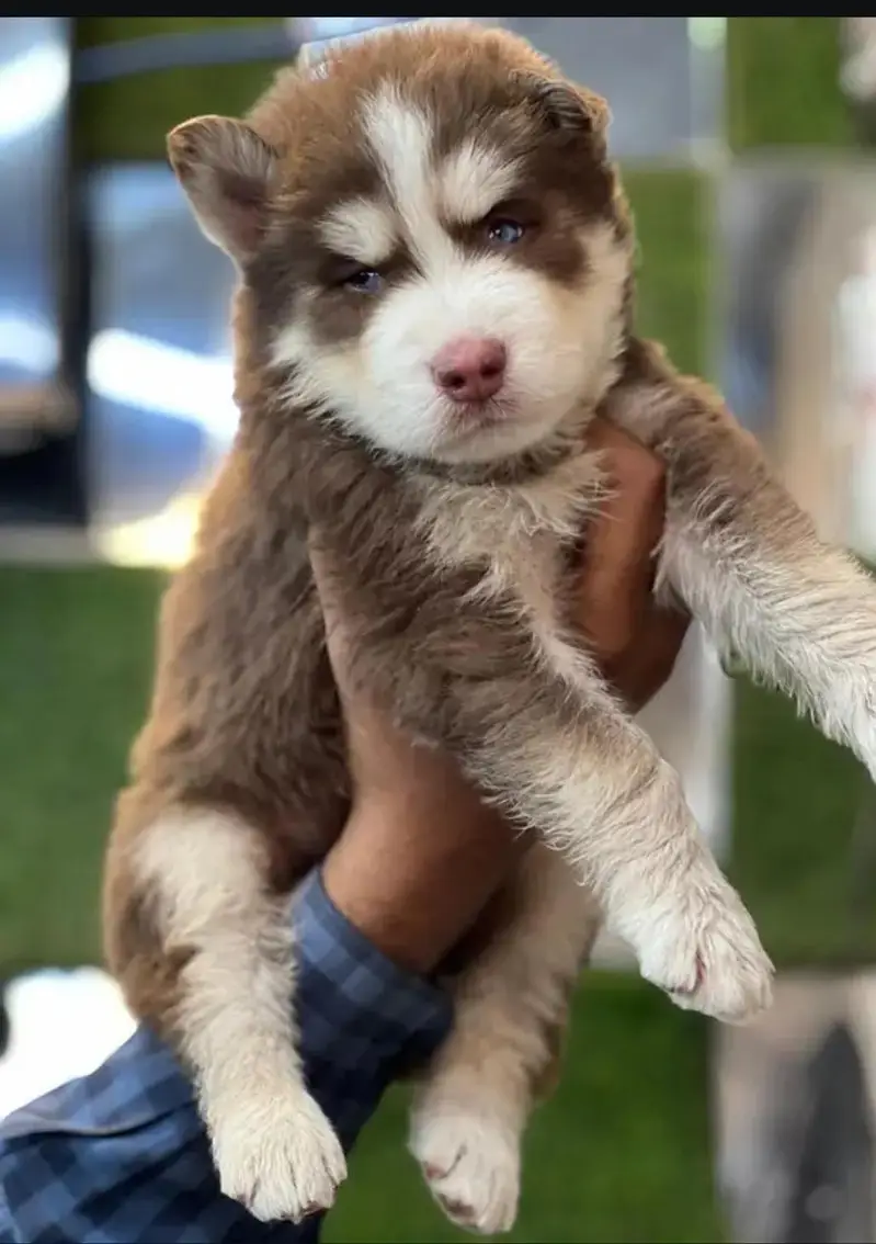 bollykot Husky
