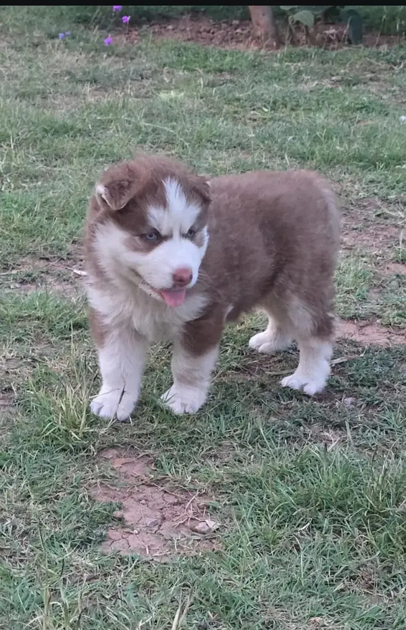 bollykot Husky — photo 2