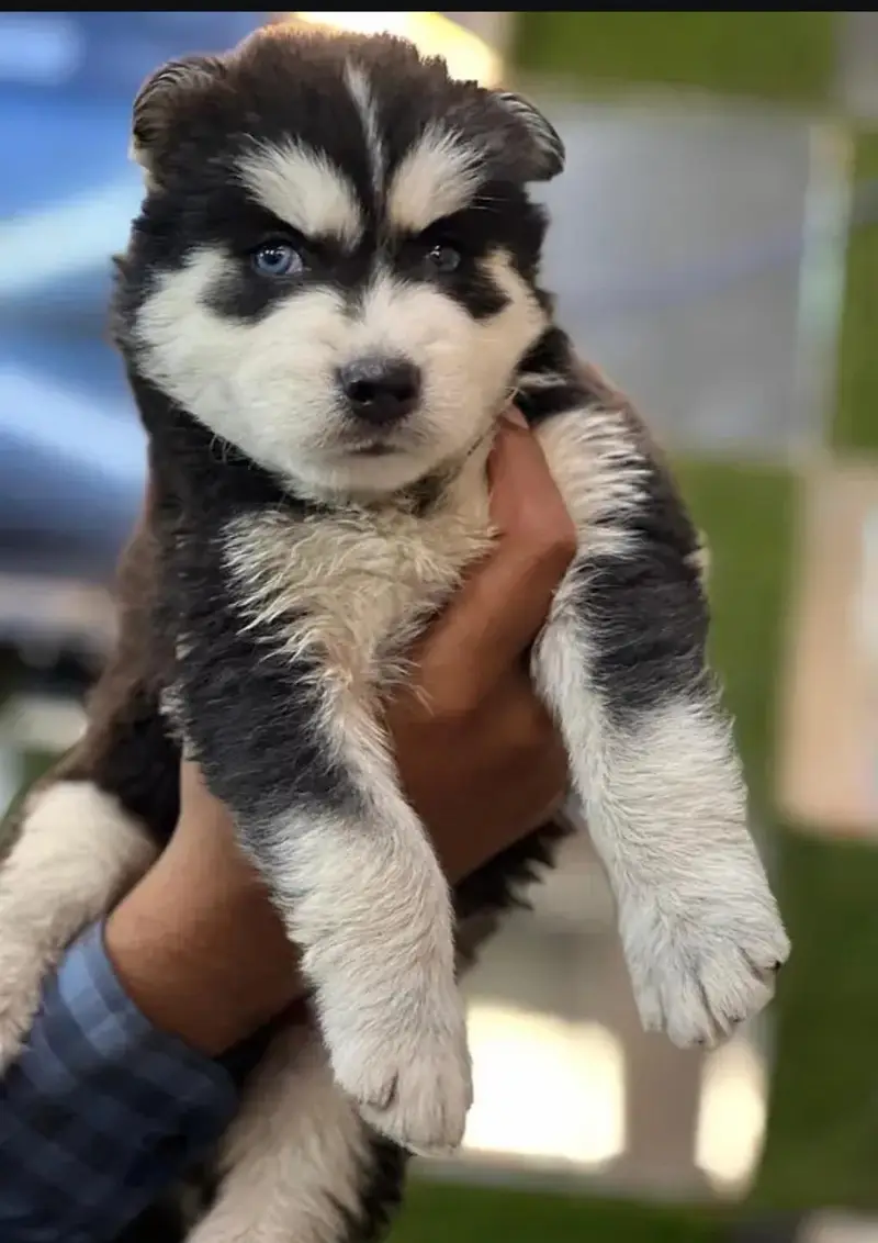 bollykot Husky — photo 3
