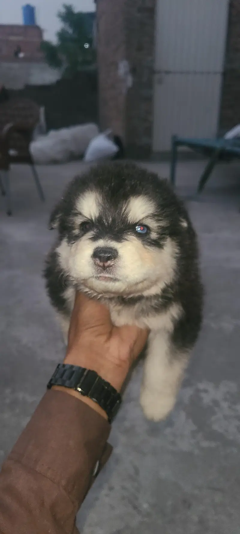 bollykot Husky — photo 4