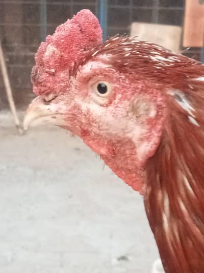 pure aseel miawali nar  for sale
