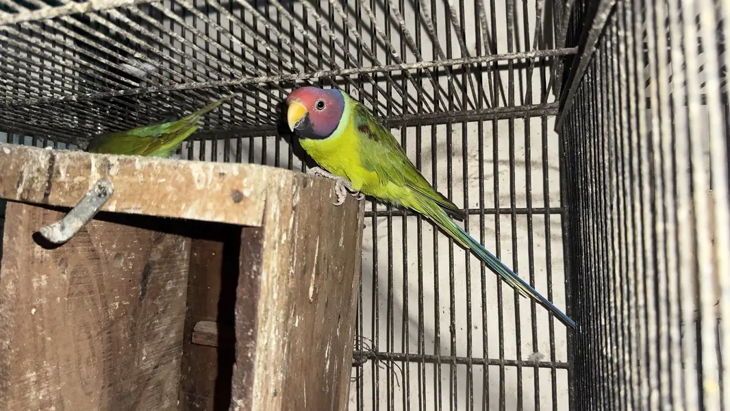 Plum head breeder pair