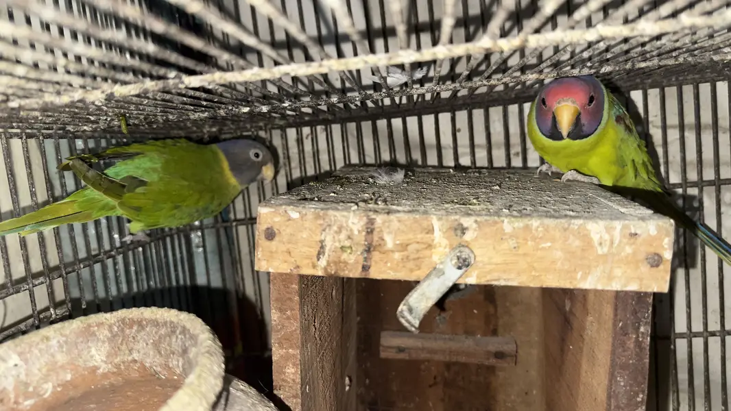 Plum head breeder pair — photo 2