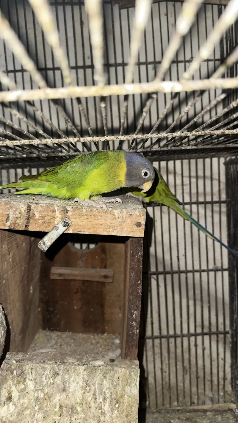Plum head breeder pair — photo 3