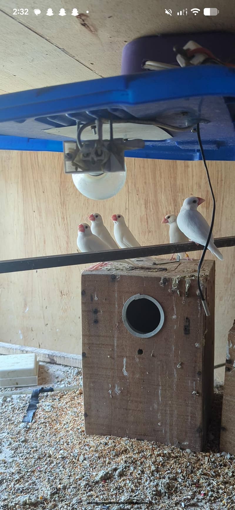Java Breader Pair available 0