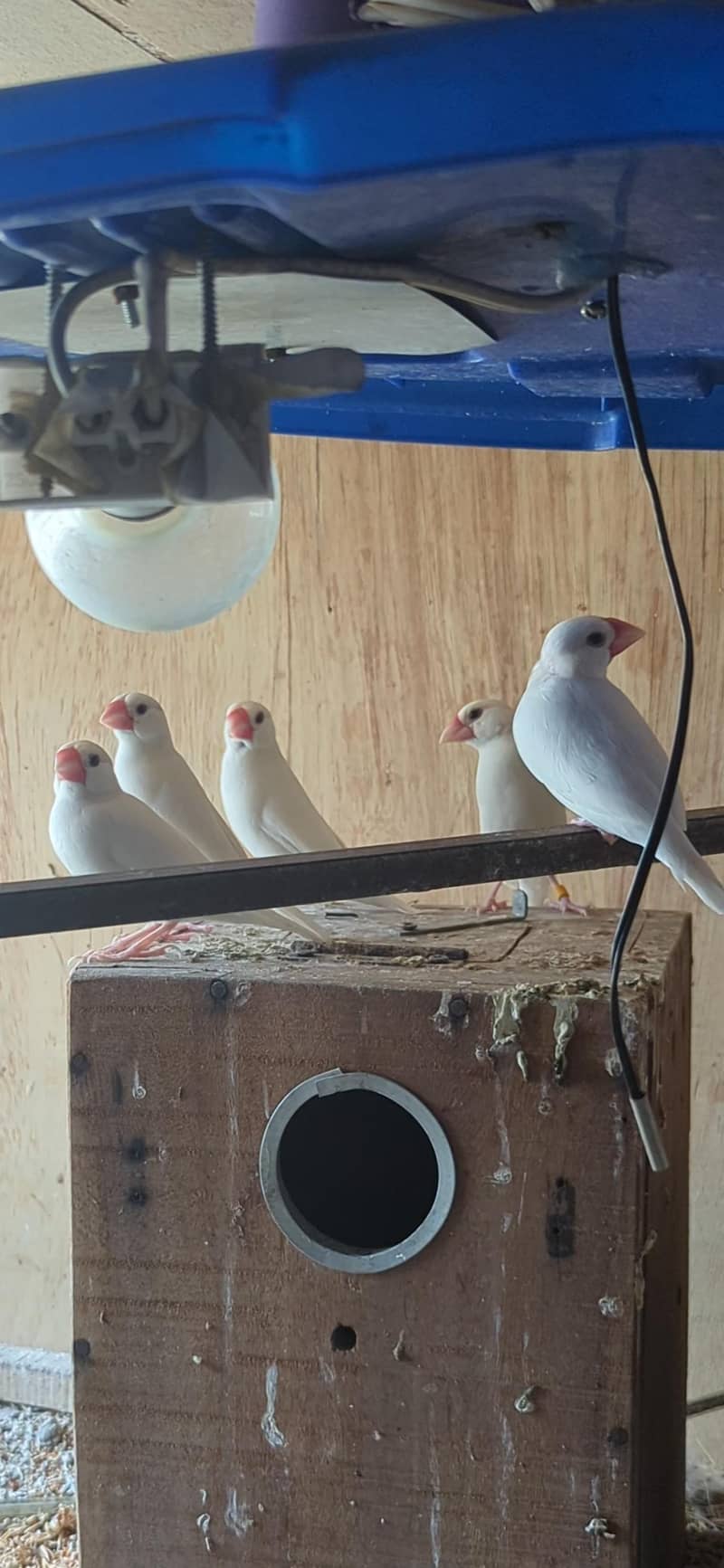 Java Breader Pair available 2