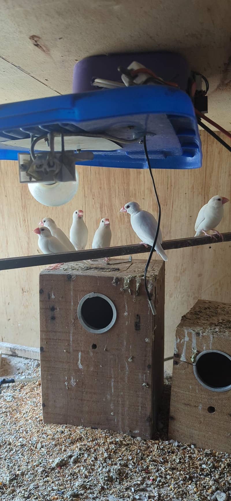 Java Breader Pair available 3