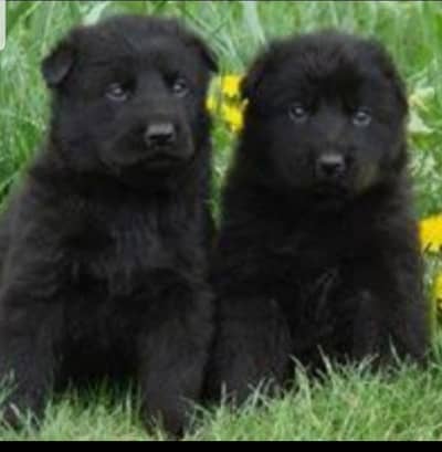 black German shepherd double coat puppies for sale