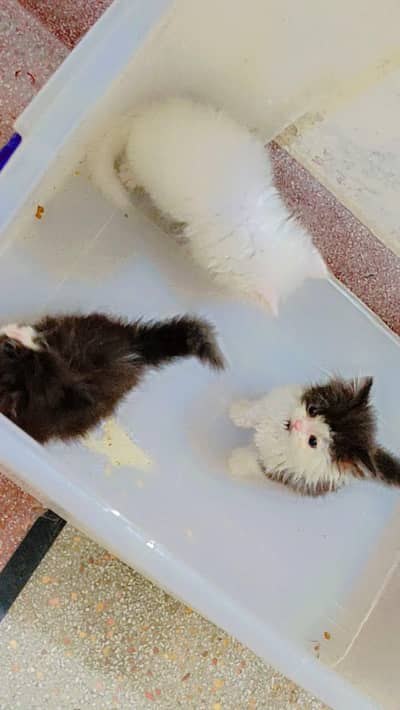 kitten for sale